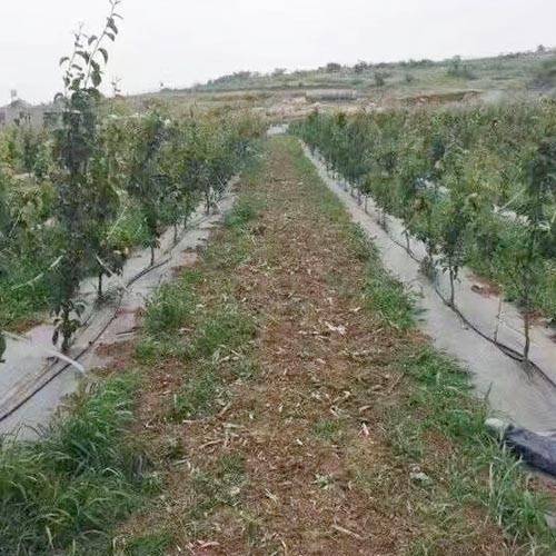 闃茶崏甯? 闃茶崏甯?